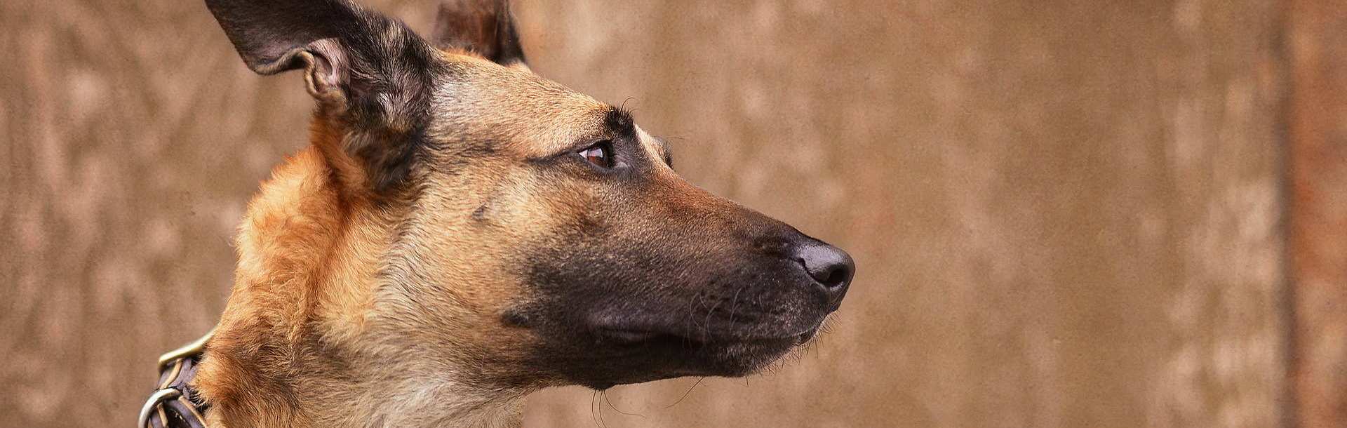 Αυτή είναι η ράτσα σκύλου που επιλέγουν ο στρατός και τα σώματα ασφαλείας – Δείτε γιατί (βίντεο)