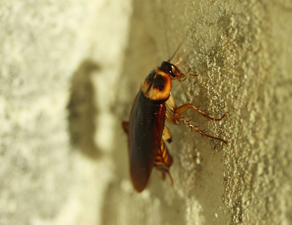 Αυτή η κατσαρίδα είναι πραγματικά επικίνδυνη – Πρέπει να προσέξετε αν την δείτε στο σπίτι (φωτο)