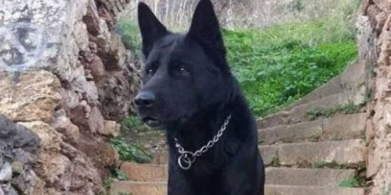 ΕΛ.ΑΣ.: «Έφυγε» ο Blacky – Ο αστυνομικός σκύλος του Σώματος (φωτο)