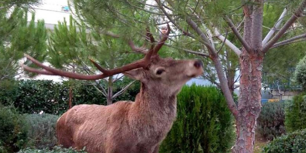 Ελάφι μπήκε σε αυλή σπιτιού στους Θρακομακεδόνες (βίντεο)