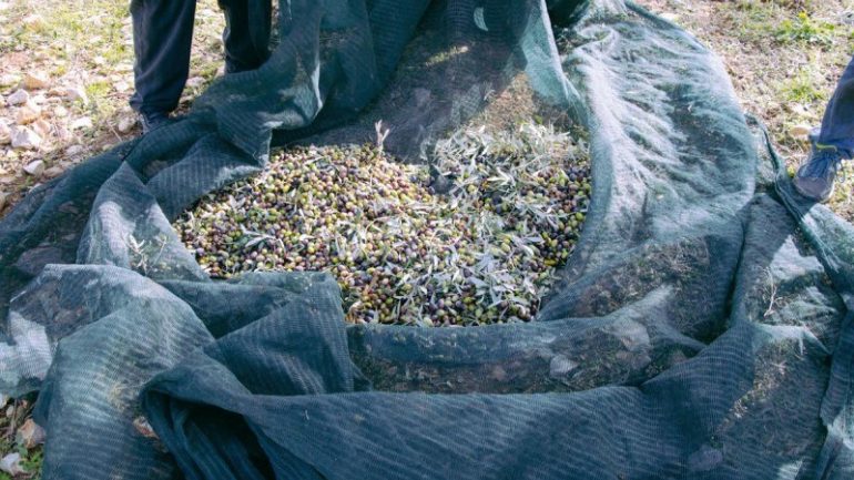 Ράβδιζε τις ελιές του και γύρω του «έπεφταν» σφαίρες