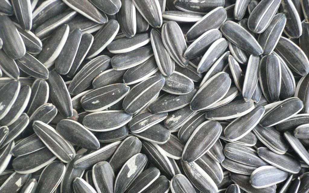 Δείτε για ποιο λόγο πρέπει να καταναλώνουμε καθημερινά ηλιόσπορους