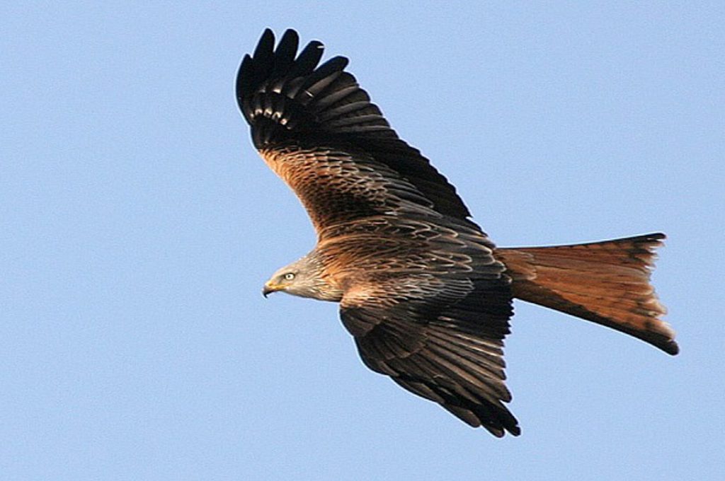 «Πόλεμος» άγριων πτηνών για την τροφή τους (βίντεο)