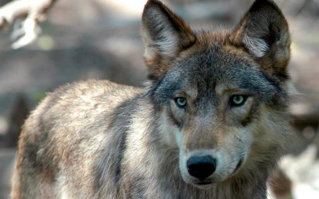 «Νύχτα των Λύκων» σε χωριό της Κοζάνης – Κάτοικοι κλειδώθηκαν σε καφενείο για να σωθούν (βίντεο)