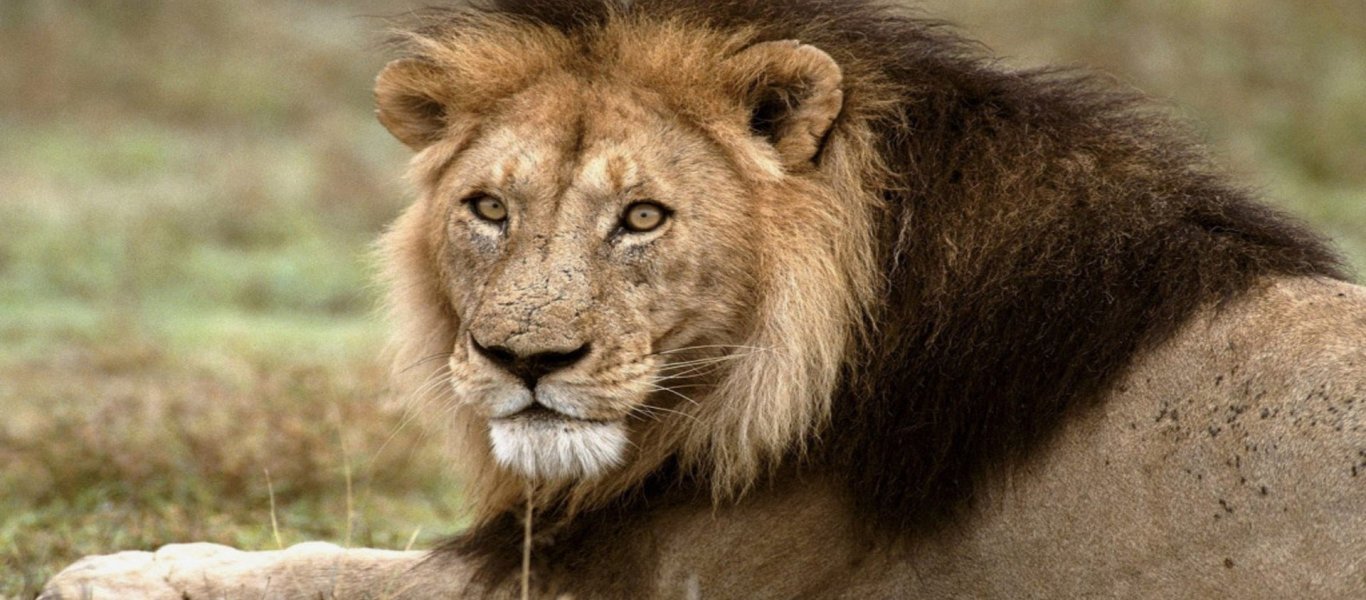 Τα πιο φονικά ζώα στον πλανήτη – Το ένα από αυτά ευθύνεται για πάνω από 725.000 θανάτους το χρόνο (βίντεο)