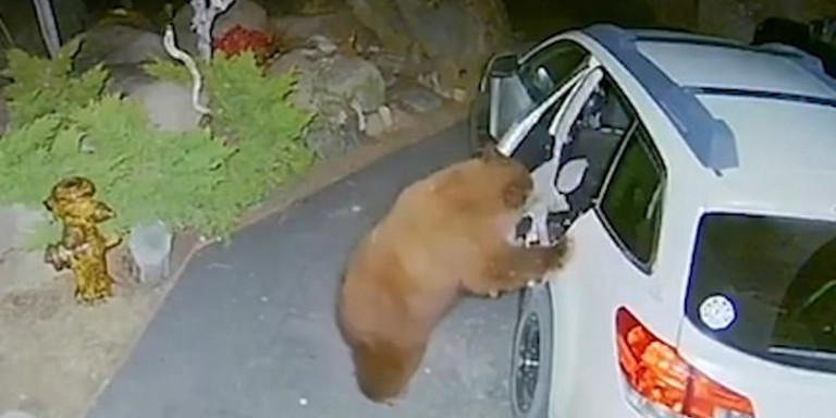 Καλιφόρνια: Αρκούδα κάνει βόλτα στο κέντρο και ανοίγει αυτοκίνητο – Έψαχνε για φαγητό (βίντεο)