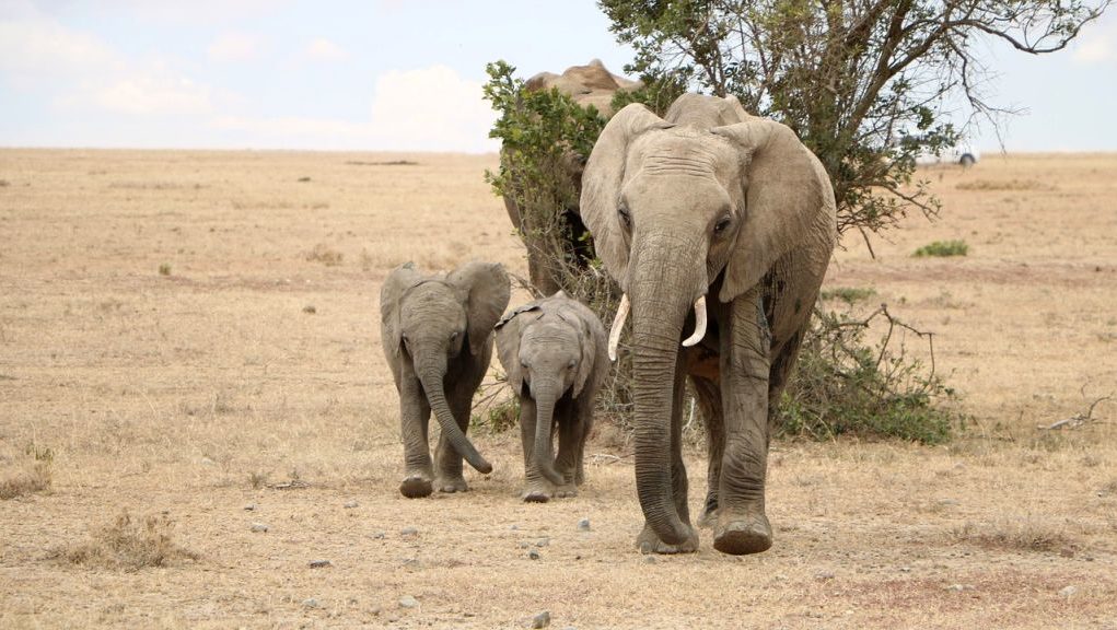 Ν.Αφρική: Ελέφαντες μαζεύτηκαν έξω από το σπίτι του νεκρού «σωτήρα» τους