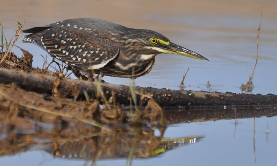 Για πρώτη φορά στην Ελλάδα αυτό το σπάνιο πτηνό (βίντεο)