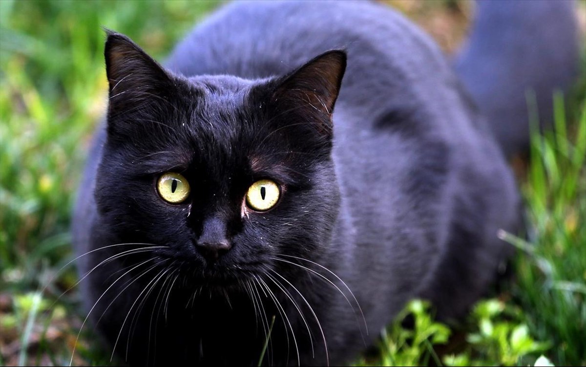 Εντοπίστηκε γάτος 2.000 χλμ μακριά από το σπίτι του – Είχε εξαφανιστεί για 5 χρόνια (βίντεο)
