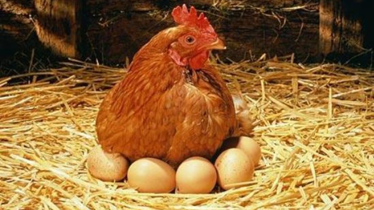 Η κότα έκανε το αυγό ή το αυγό την κότα; – Ένας επιστήμονας δίνει την απάντηση