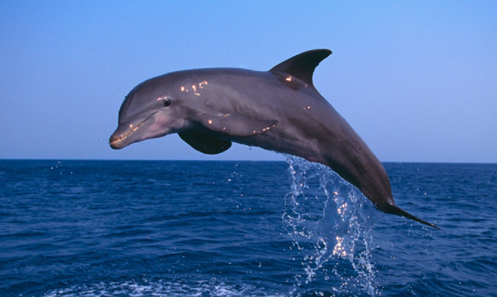 Παράπλευρες απώλειες: Άσκηση του ΝΑΤΟ σκότωσε 18… δελφίνια