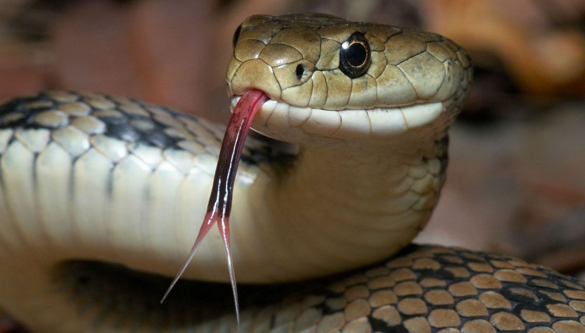 Δηλητηριώδες φίδι τσίμπησε νεαρό Ινδό και εκείνος το δάγκωσε για… εκδίκηση (βίντεο)
