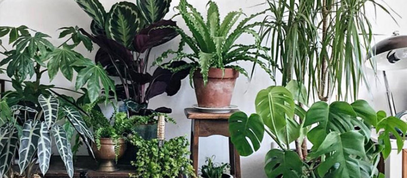 Δέκα φυτά που βελτιώνουν το κλίμα μέσα στο σπίτι και δημιουργούν θετική αύρα