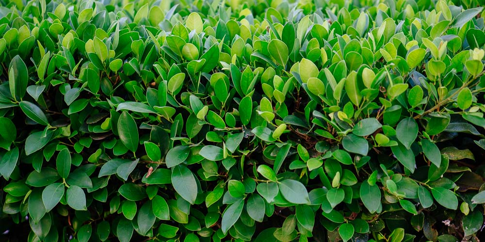 Αυτό το φυτό σώζει από τη νόσο Αλτσχάιμερ