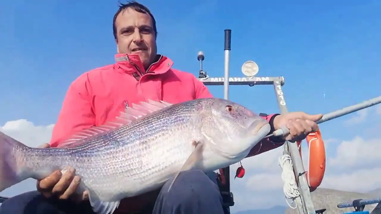 Ψαράς αλίευσε στη Λήμνο τη μεγαλύτερη συναγρίδα – Ζυγίζει 10 κιλά (βίντεο)