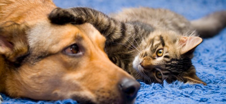 Ποιος είπε ότι τσακώνονται; – Σκύλος οδηγεί γατάκι στην φωλιά του επειδή βρέχει (βίντεο)