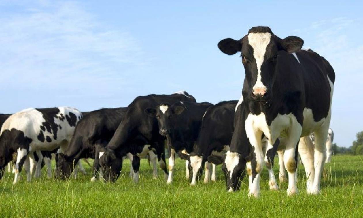Γαλλία: Αγρότης πλήρωσε πρόστιμο 8.000 ευρώ επειδή… μυρίζουν οι αγελάδες του