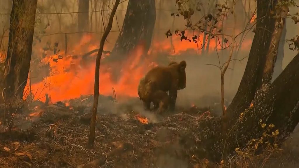 Δεν άντεξε το κοάλα που είχε διασωθεί από τις φονικές φωτιές της Αυστραλίας (βίντεο)
