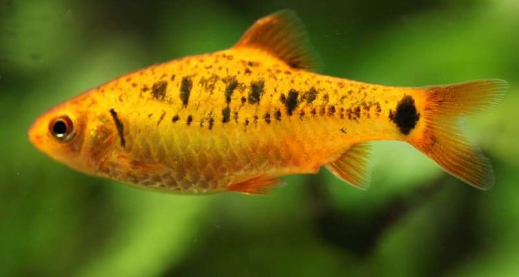 Αυτό το ψάρι καταφέρνει να ζει 4 μέρες έξω από τη θάλασσα (βίντεο)