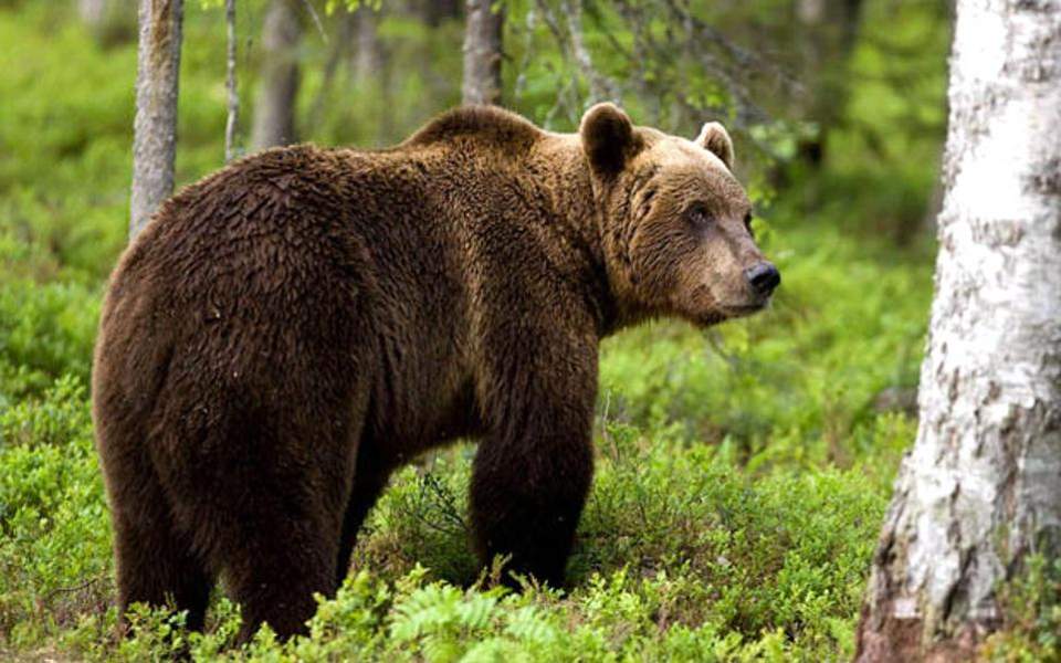 Αρκούδα προσπάθησε να διασχίσει την Εγνατία Οδό – Σκαρφάλωσε στα συρματοπλέγματα (φώτο)