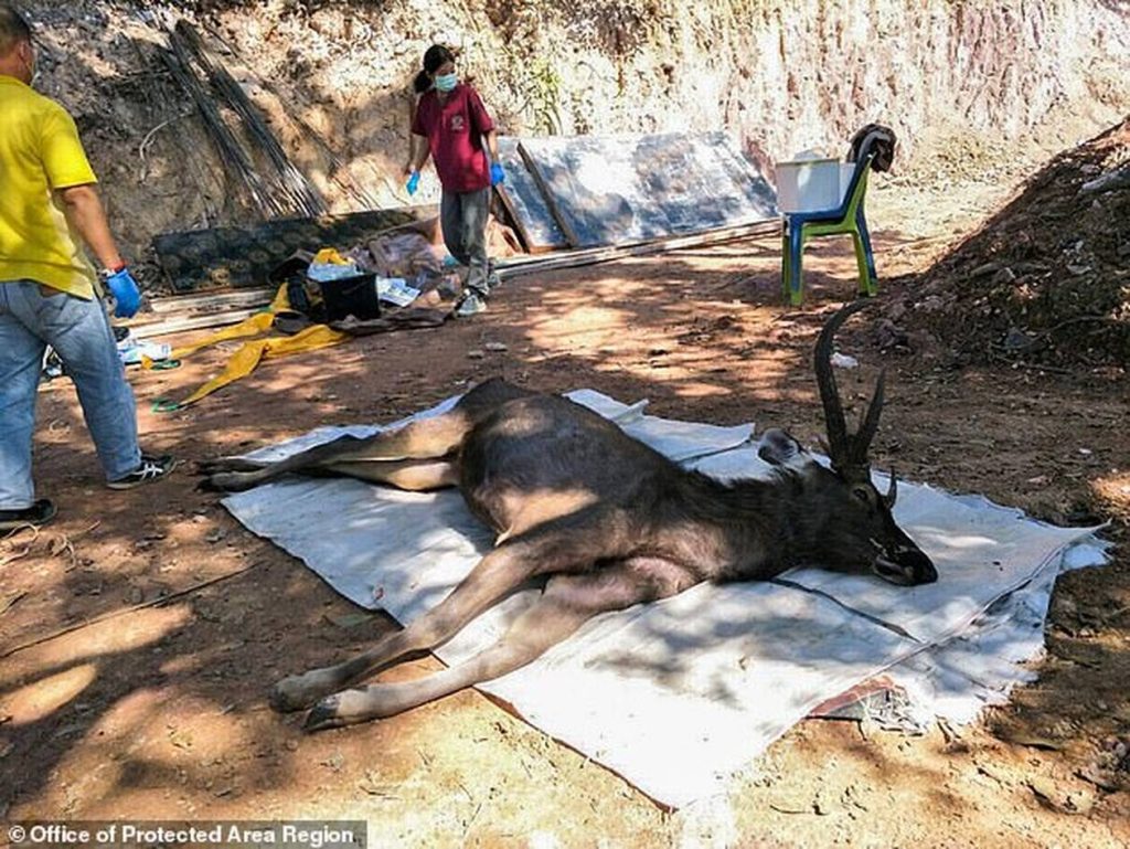 Ταϊλάνδη: Ερευνητές «πάγωσαν» με όσα βρήκαν στο στομάχι ενός ελαφιού (φώτο)