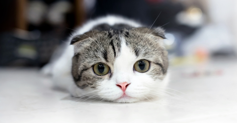 Βόλος: Άγριος τσακωμός ζευγαριού για έναν… γάτο κατέληξε σε μήνυση- Ο σύζυγος ζήλευε το αιλουροειδές