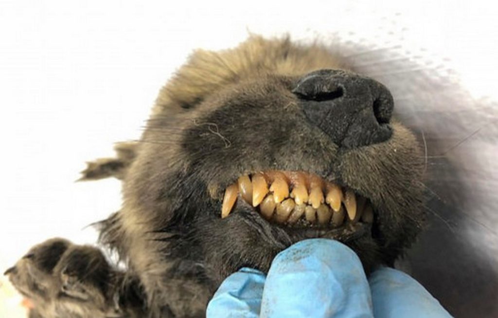 Σιβηρία: Βρέθηκε το αρχαιότερο σκυλί του κόσμου – Ανακαλύφθηκε διατηρημένο από τους πάγους και είναι 18.000 ετών