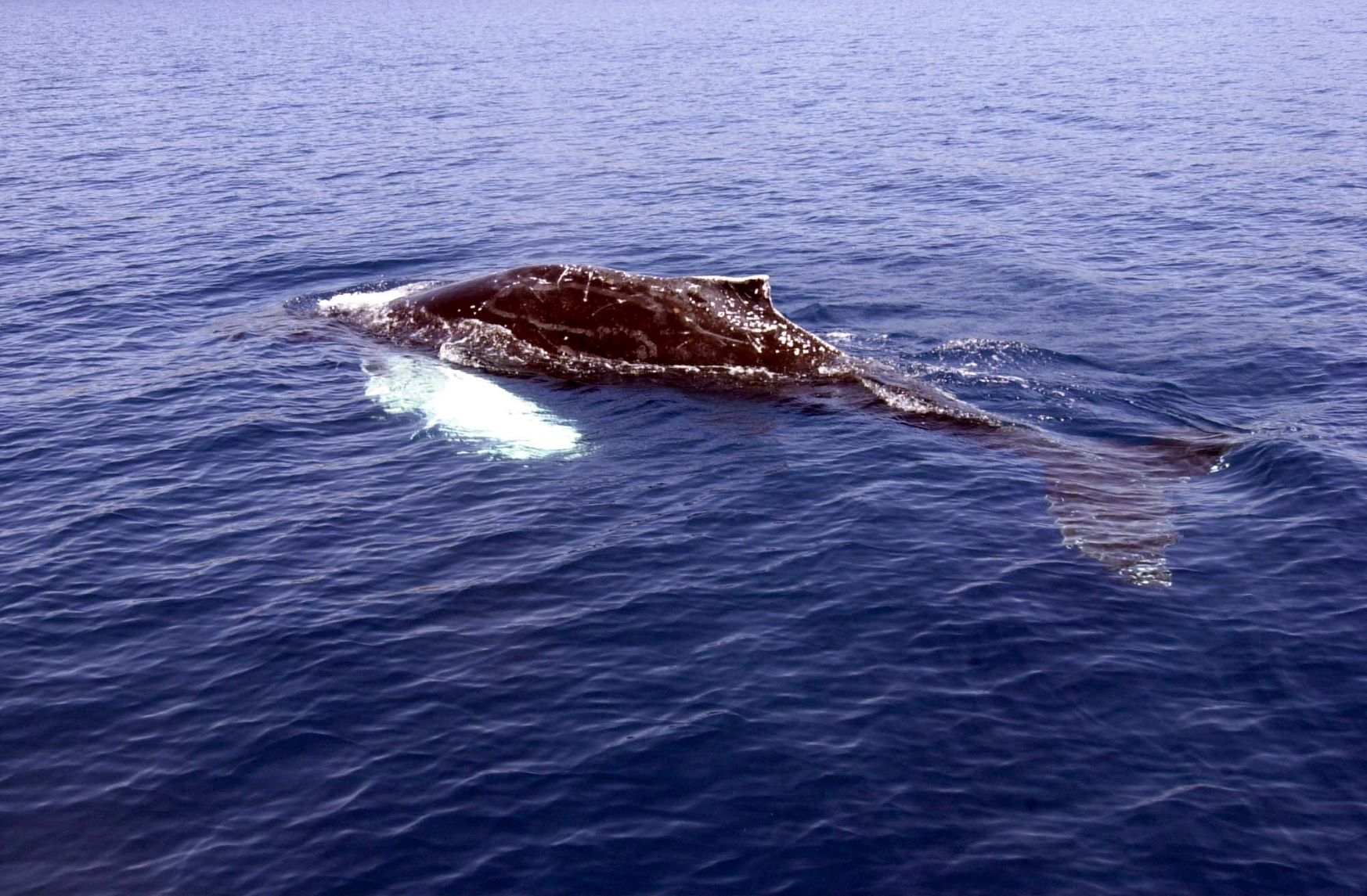 Κερατέα: Φάλαινα 15 μέτρων εντοπίστηκε νεκρή σε παραλία (βίντεο)