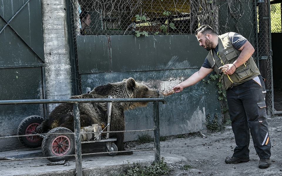 Πέθανε ο Ούσκο: Η πρώτη αρκούδα με αναπηρικό αμαξίδιο