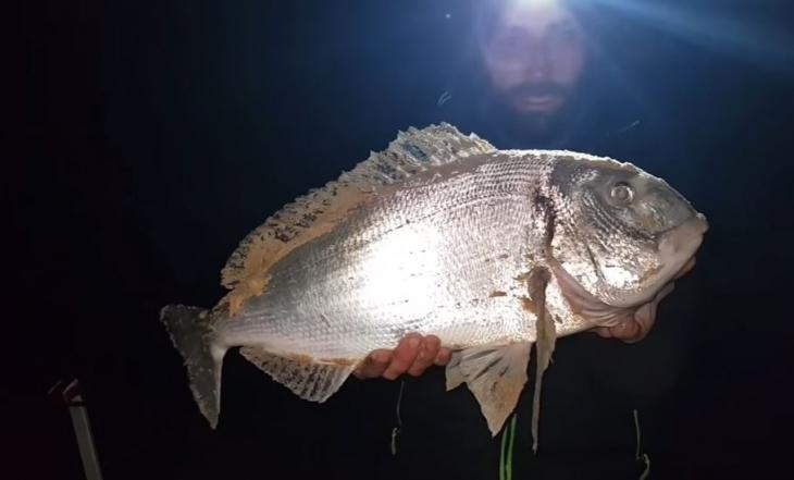 Ψαράς «τρόμαξε» με την τσιπούρα που αλίευσε (βίντεο)