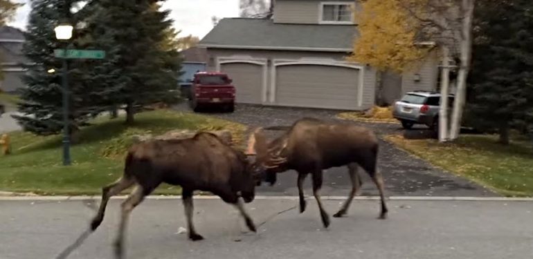 Δείτε δύο εξαγριωμένους ταράνδους να… παίζουν ξύλο σε αυλή σπιτιού (βίντεο)