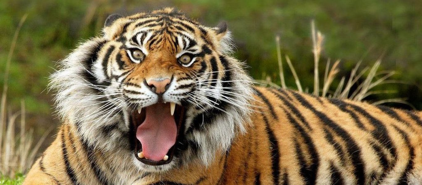 Το πιο φονικό ζώο στην ιστορία: Η τίγρης που σκότωσε πάνω από 400 ανθρώπους (φωτο)