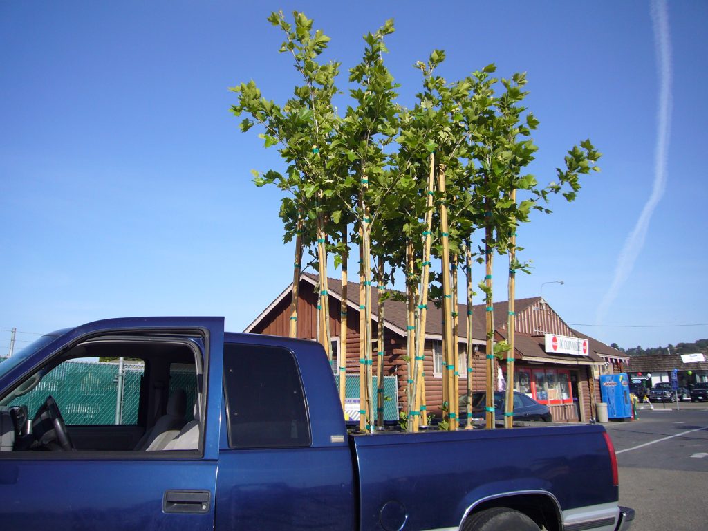 Σάλος στα social media! Τεράστιο δέντρο φύτρωσε μέσα σε αμάξι! Οι θεωρίες συνωμοσίας (βίντεο)