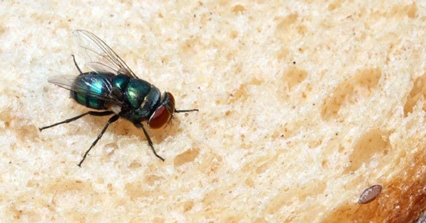 Μ.Βρετανία: Έγκυος βρήκε ψόφιες μύγες στο φαγητό της σε τουρκικό μαγαζί – Την έσπρωξε ο ιδιοκτήτης (φώτο-βίντεο)