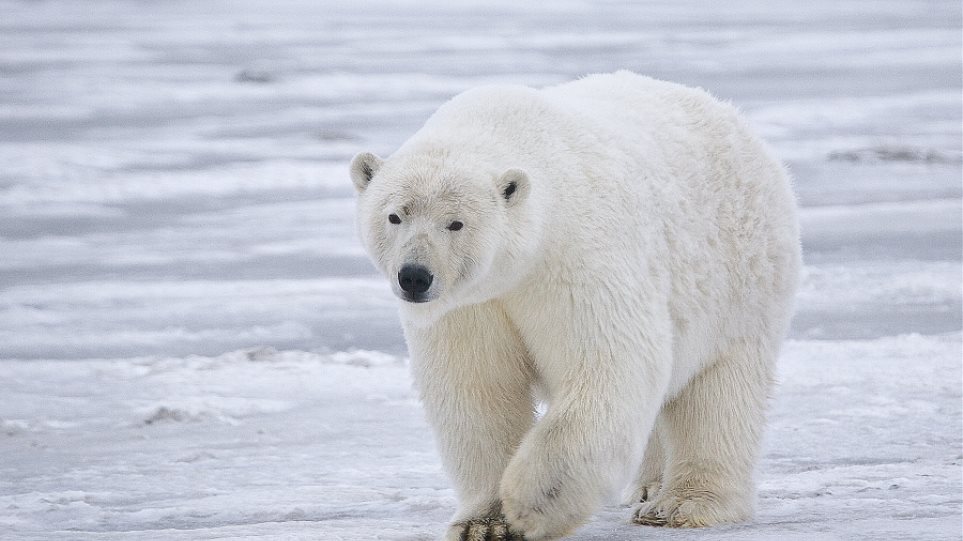 Ρωσία: Πολική αρκούδα εισέβαλε σε οικισμό – Οι επιστήμονες προτείνουν εκκένωση της περιοχής