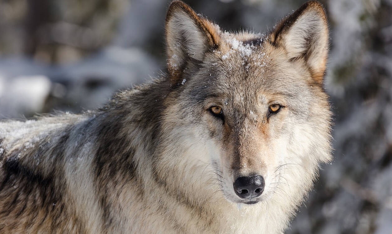 Η έρευνα για τους λύκους που ανατρέπει όσα ξέραμε μέχρι τώρα