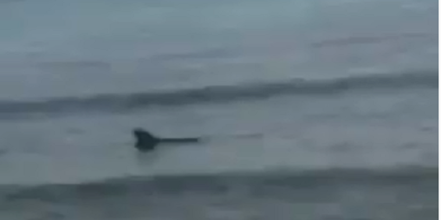 Λεμεσός: Καρχαρίας στα ρηχά – Εντυπωσιακά πλάνα (βίντεο)