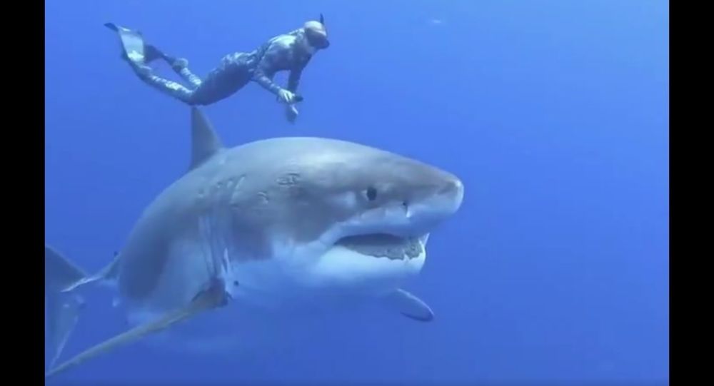 Θαρραλέο κορίτσι κολυμπά πλάι-πλάι με λευκό καρχαρία (βίντεο)
