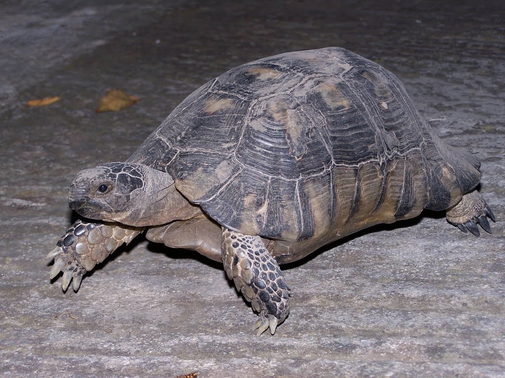 «Τσουχτερό» πρόστιμο σε οδηγό λεωφορείου επειδή πάτησε χελώνα είδους που απειλείται με εξαφάνιση