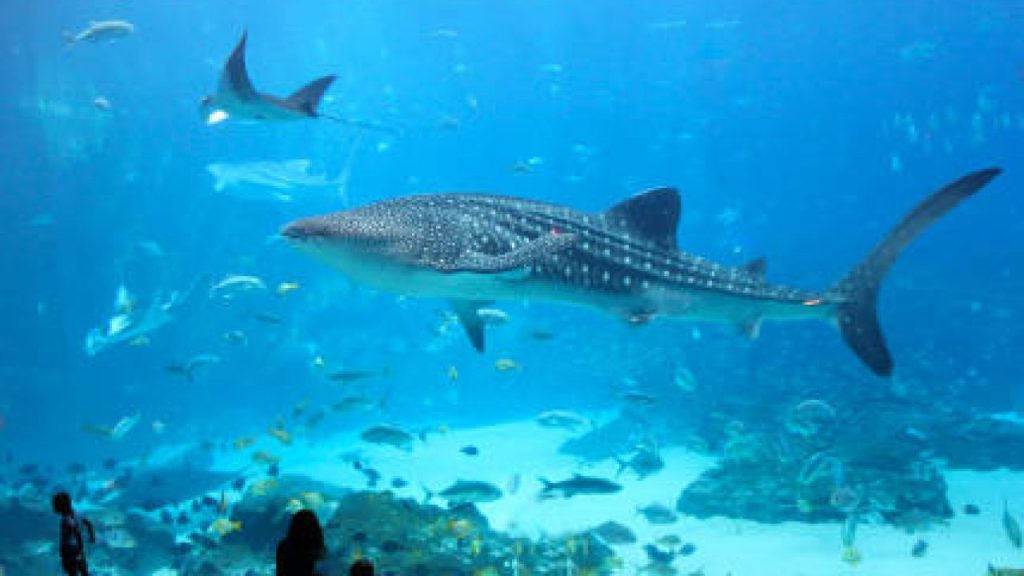 Αυτά είναι τα δέκα πιο εντυπωσιακά ενυδρεία στον κόσμο