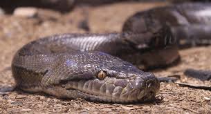 Πύθωνας κατασπαράζει ανυποψίαστο ελάφι (βίντεο)