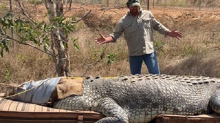 Αυστραλία: Έπιασε κροκόδειλο 5,1 μέτρων – Τρεφόταν με… αγελάδες (φώτο-βίντεο)