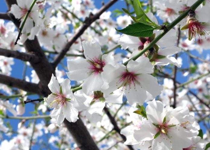 Ποιος είναι ο μύθος της αμυγδαλιάς και της άνοιξης;