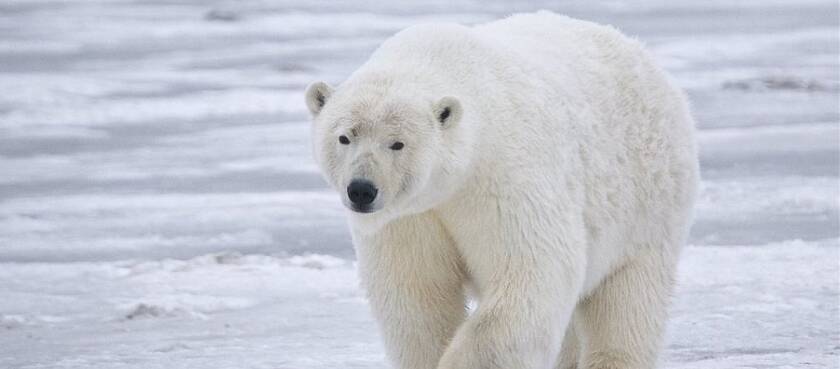 Άγνωστοι έγραψαν με σπρέι πάνω σε πολική αρκούδα – Κίνδυνος να απειληθεί η ζωή της (βίντεο)