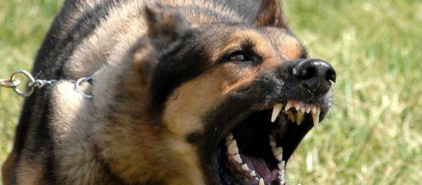 Βόλος: Αδέσποτα σκυλιά επιτέθηκαν σε δύο γυναίκες