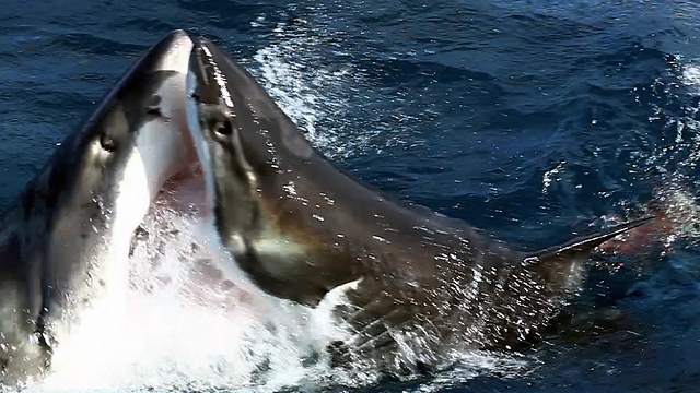 Μάχη σώμα με σώμα – Λευκός καρχαρίας ορμά σε όμοιό του (βίντεο)