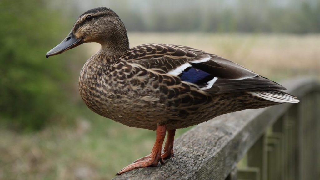 «Πεταχτούλα» πάπια έχασε το γεννητικό της όργανο επειδή είχε μανία με το σeξ – Το έκανε 10 φορές την ημέρα (φωτο)