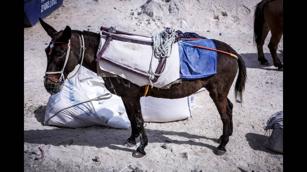 Επιστολή «κόλαφος» στον Μάκη Βορίδη για τα γαϊδούρια της Σαντορίνης: «Σταματήστε τον βασανισμό των ζώων»