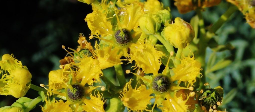 Αυτό είναι το φυτό που «διώχνει» τη γρουσουζιά και τη γλωσσοφαγιά