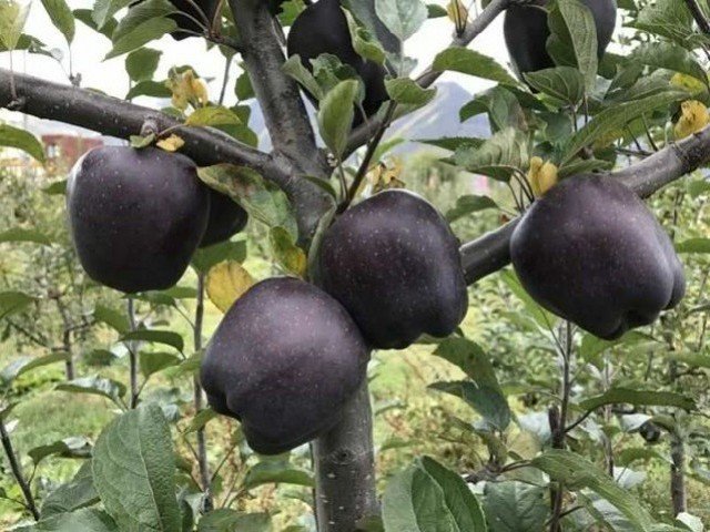 Αυτό είναι το μοναδικό μέρος του κόσμου που καλλιεργούνται τα σπάνια μαύρα μήλα